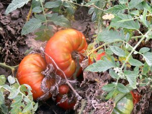 Cuostralee heirloom beefsteak tomato seeds