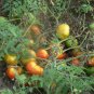 Cuostralee heirloom beefsteak tomato seeds