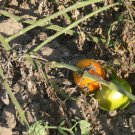 Druzba heirloom  tomato seeds