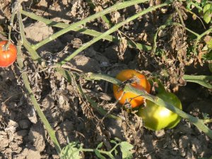Druzba heirloom  tomato seeds