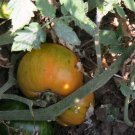 Beauty King great tasting bi-color tomato seeds