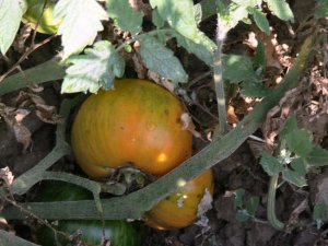 Beauty King great tasting bi-color tomato seeds