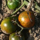 Black and Brown Boar great tasting bi-color tomato seeds Black and Brown Boar great tasting bi-color tomato seeds