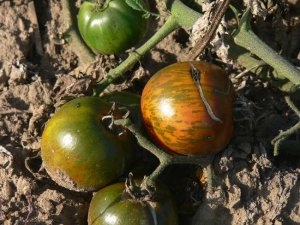 Black and Brown Boar great tasting bi-color tomato seeds