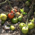 Arkansas Traveler heirloom pink-red tomato seeds