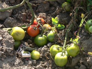 Arkansas Traveler heirloom pink-red tomato seeds