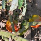Dr Carolyn Pink rare cherry tomato seeds Dr Carolyn Pink rare cherry tomato seeds