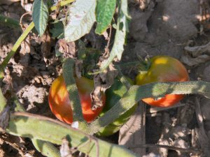 Dr Carolyn Pink  rare cherry  tomato seeds