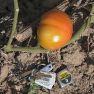 Earl's Faux rare heirloom beefsteak tomato seeds Earl's Faux rare heirloom beefsteak tomato seeds