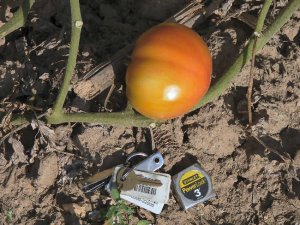 Earl's Faux rare heirloom beefsteak  tomato seeds
