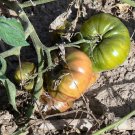 Gary'O Sena heirloom beefsteak  tomato seeds
