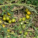 Green Doctors rare cherry tomato seeds Green Doctors rare cherry tomato seeds