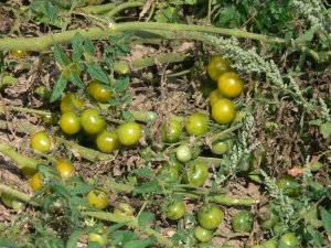 Green Doctors rare cherry tomato seeds