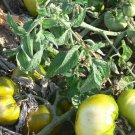 Grub's Mystery Green PL rare beefsteak tomato seeds Grub's Mystery Green PL rare beefsteak tomato seeds