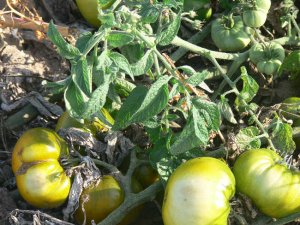 Grub's Mystery Green PL rare beefsteak tomato seeds