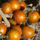 Guernsey Island cherry tomato seeds