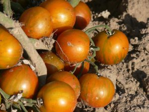 Guernsey Island cherry tomato seeds