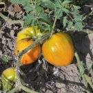 Herman's Yellow oxheart tomato seeds