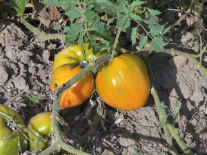 Herman's Yellow oxheart tomato seeds