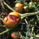 JD's Special C-Tex rare beefsteak tomato seeds JD's Special C-Tex rare beefsteak tomato seeds