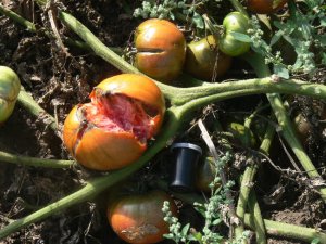 JD's Special C-Tex rare beefsteak tomato seeds