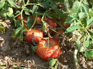Lithuanian  heirloom pink beefsteak tomato seeds