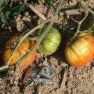 Mexico  heirloom pink beefsteak tomato seeds