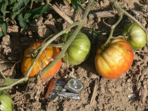 Mexico  heirloom pink beefsteak tomato seeds