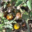 Negro Azteca black cherry tomato seeds Negro Azteca black cherry tomato seeds