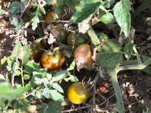 Negro Azteca black cherry tomato seeds