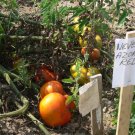 Neves Azorean Red heirloom beefsteak tomato seeds Neves Azorean Red heirloom beefsteak tomato seeds