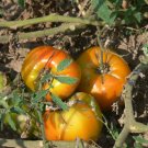 Orange Russian 117 heirloom bi-color oxheart  tomato seeds