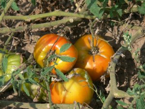 Orange Russian 117 heirloom bi-color oxheart  tomato seeds