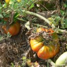 Palmira's Northern Italian heirloom beefsteak tomato seeds