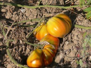 Pomodoro Pero Gigante heirloom  tomato seeds