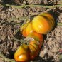 Pomodoro Pero Gigante heirloom  tomato seeds