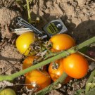 Prize of the Trials rare orange cherry tomato seeds Prize of the Trials rare orange cherry tomato seeds