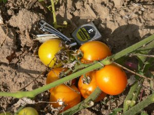 Prize of the Trials rare orange cherry  tomato seeds