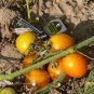 Prize of the Trials rare orange cherry  tomato seeds