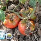 Pruden's Purple heirloom tomato seeds Pruden's Purple heirloom tomato seeds