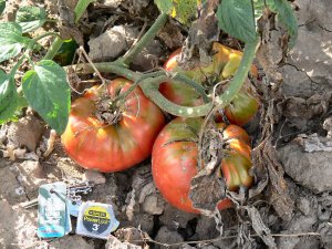 Pruden's Purple heirloom  tomato seeds