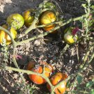 Wes heirloom oxheart tomato seeds