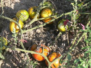 Wes heirloom oxheart tomato seeds