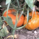 Yellow Brandywine Platfoot heirloom beefsteak tomato seeds Yellow Brandywine Platfoot heirloom beefsteak tomato seeds