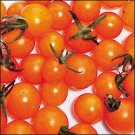 Currant Gold Rush heirloom tomato seeds
