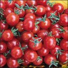 Currant Sweet Pea heirloom tomato seeds Currant Sweet Pea heirloom tomato seeds