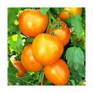 Golden Queen heirloom tomato seeds