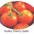 Husky Cherry Gold dwarf plants tomato seeds