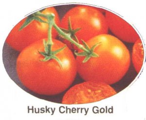 Husky Cherry Gold dwarf plants tomato seeds
