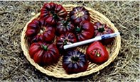 Purple Calabash heirloom tomato seeds